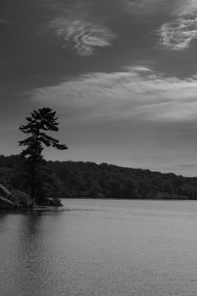 Pine Tree at Pine Meadow in B/W